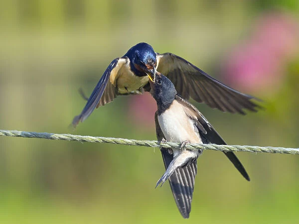 Swallow (Hirundo rustica) feeding young on fence, Norfolk, England, UK, September