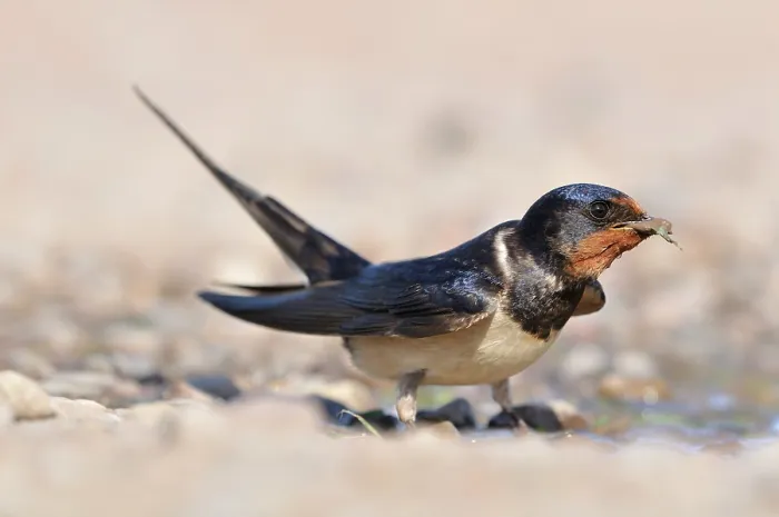 Framed Print : Swallow (Hirundo rustica) gathering mud from a puddle for nest construction in dry weather, Black Isle, Scotland, UK. May Framed Print : Swallow (Hirundo rustica) gathering mud from a puddle for nest construction in dry weather, Black Isle, Scotland, UK. May