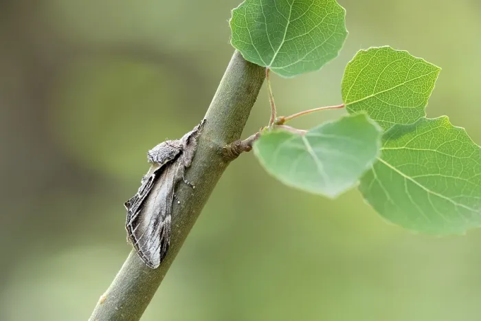 Framed Print : Swallow prominent (Pheosia tremula) moth resting on Aspen branch, Insh Marshes, Cairngorms National Park, Scotland, UK. July