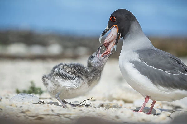Swallow-tailed gull (Creagrus furcatus) feeding chick, Genovesa Island, Galapagos