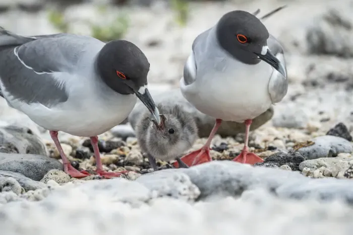 Framed Print : Swallow-tailed gull (Creagrus furcatus), pair guarding small chick, Genovesa Island Framed Print : Swallow-tailed gull (Creagrus furcatus), pair guarding small chick, Genovesa Island