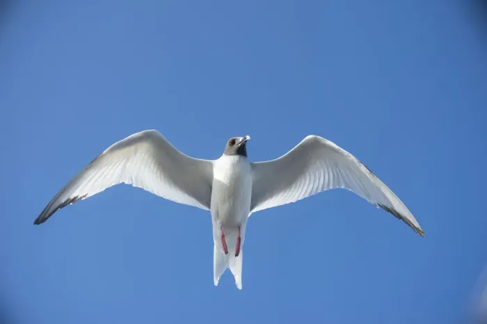 Framed Print : Swallow-tailed gull (Creagrus furcatus) in flight, Plazas Islands, Galapagos Framed Print : Swallow-tailed gull (Creagrus furcatus) in flight, Plazas Islands, Galapagos