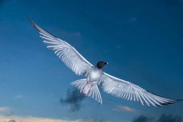 Swallow-tailed gull (Creagrus furcatus) in flight, Punta Cevallos, Espanola Island