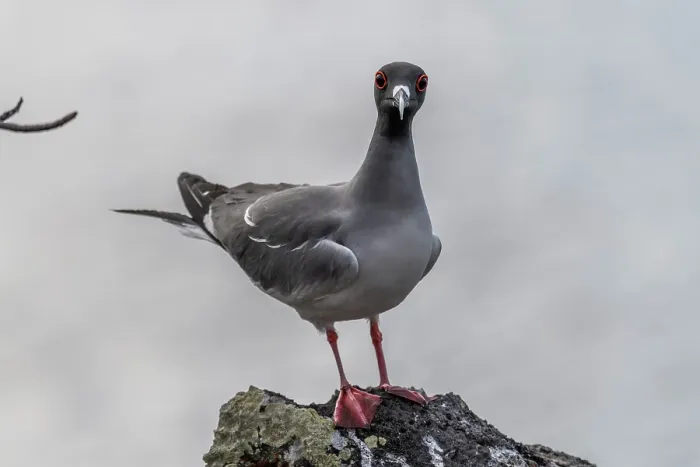 Framed Print : Swallow-tailed gull (Creagrus furcatus) perched on a rock, San Cristobal Island, Galapagos Islands Framed Print : Swallow-tailed gull (Creagrus furcatus) perched on a rock, San Cristobal Island, Galapagos Islands