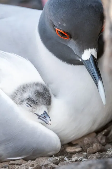 Framed Print : Swallow-tailed gull (Creagrus furcatus) resting with chick nestled in wing Framed Print : Swallow-tailed gull (Creagrus furcatus) resting with chick nestled in wing