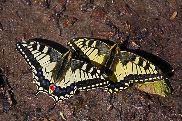 Swallowtail butterflies (Papilio machaon) sunning on a riverbank in Arkhyz section