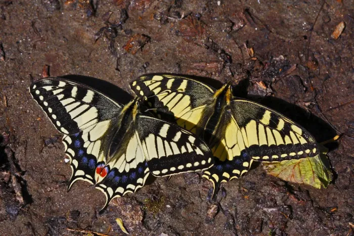 Framed Print : Swallowtail butterflies (Papilio machaon) sunning on a riverbank in Arkhyz section Framed Print : Swallowtail butterflies (Papilio machaon) sunning on a riverbank in Arkhyz section