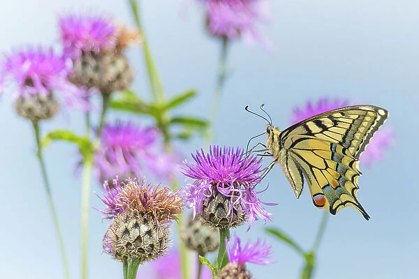 Swallowtail butterfly (Papilio machaon) nectaring on thistle (Cirsium sp.) flower. The Netherlands. July