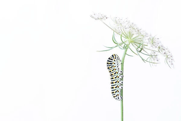 Swallowtail butterfly (Papilio machaon) caterpillar on Wild carrot (Daucus carota) flowers. The Netherlands. August