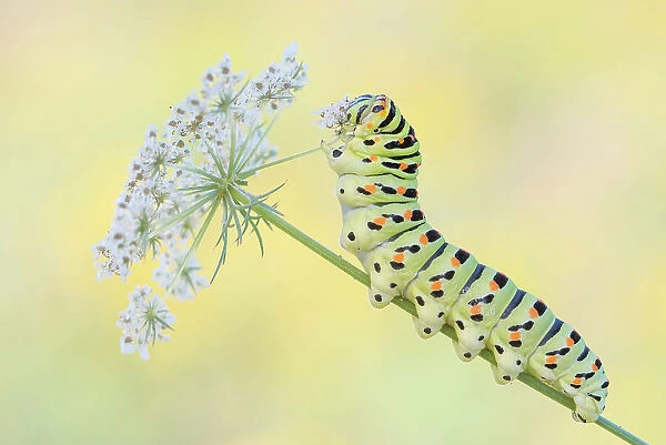 Swallowtail butterfly (Papilio machaon) caterpillar feeding on Wild carrot (Daucus carota) flowers. The Netherlands. August