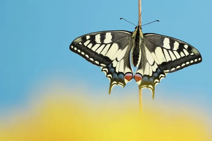 Framed Print : Swallowtail butterfly (Papilio machaon), wings open, resting on plant stem. The Netherlands. August Framed Print : Swallowtail butterfly (Papilio machaon), wings open, resting on plant stem. The Netherlands. August