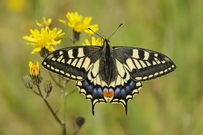Framed Print : Swallowtail Butterfly (Papilio machaon britannicus) on hawkbit flower. Strumpshaw Fen Framed Print : Swallowtail Butterfly (Papilio machaon britannicus) on hawkbit flower. Strumpshaw Fen