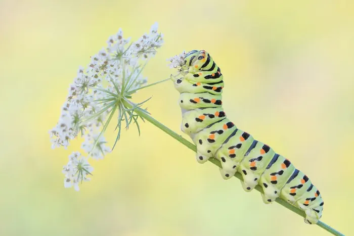 Framed Print : Swallowtail butterfly (Papilio machaon) caterpillar feeding on Wild carrot (Daucus carota) flowers. The Netherlands. August Framed Print : Swallowtail butterfly (Papilio machaon) caterpillar feeding on Wild carrot (Daucus carota) flowers. The Netherlands. August