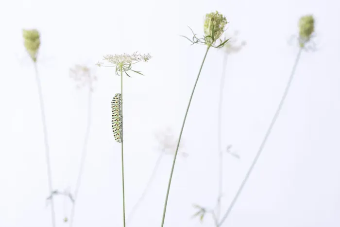 Framed Print : Swallowtail butterfly (Papilio machaon) caterpillar on Wild carrot (Daucus carota) flowers. The Netherlands. August Framed Print : Swallowtail butterfly (Papilio machaon) caterpillar on Wild carrot (Daucus carota) flowers. The Netherlands. August