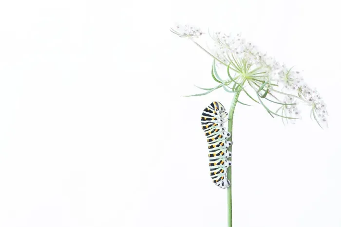 Framed Print : Swallowtail butterfly (Papilio machaon) caterpillar on Wild carrot (Daucus carota) flowers. The Netherlands. August Framed Print : Swallowtail butterfly (Papilio machaon) caterpillar on Wild carrot (Daucus carota) flowers. The Netherlands. August