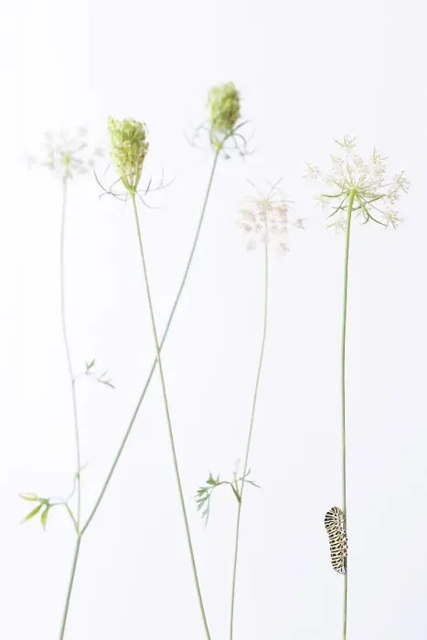 Framed Print : Swallowtail butterfly (Papilio machaon) caterpillar on Wild carrot (Daucus carota) flowers. The Netherlands. August Framed Print : Swallowtail butterfly (Papilio machaon) caterpillar on Wild carrot (Daucus carota) flowers. The Netherlands. August