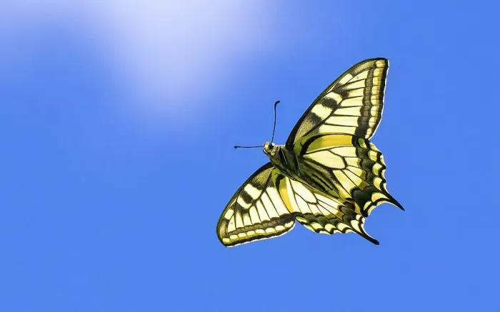 Framed Print : Swallowtail butterfly (Papilio machaon) in flight, Finland, June Framed Print : Swallowtail butterfly (Papilio machaon) in flight, Finland, June