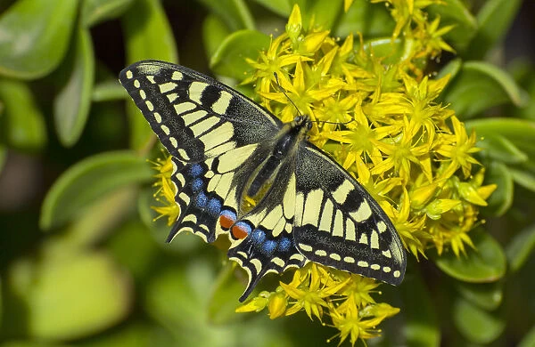 Swallowtail butterfly (Papilio machaon gorganus) Catalonia, Spain April