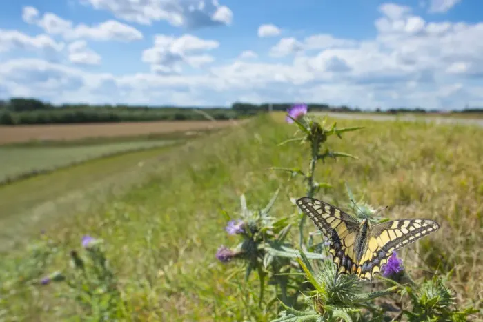 Framed Print : Swallowtail butterfly (Papilio machaon) nectaring on thistle (Cirsium sp. ) flower, with cyclists in background. The Netherlands. July Framed Print : Swallowtail butterfly (Papilio machaon) nectaring on thistle (Cirsium sp. ) flower, with cyclists in background. The Netherlands. July