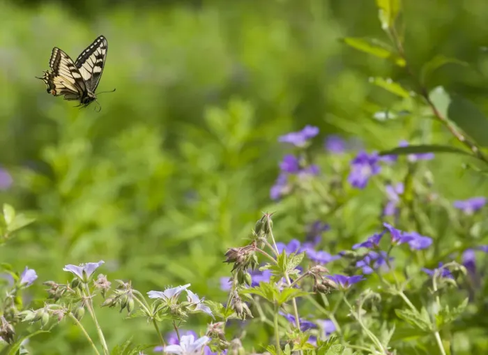 Framed Print : Swallowtail (Papilio machaon) in flight, Finland, Europe Framed Print : Swallowtail (Papilio machaon) in flight, Finland, Europe