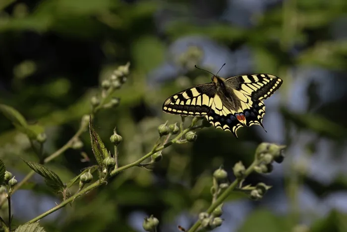 Framed Print : Swallowtail (Papilio machaon) in flight, Norfolk, England, UK. June