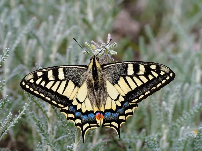 Framed Print : Swallowtail (Papilio machaon) portrait, Ovada, Piedmont, Italy. May Framed Print : Swallowtail (Papilio machaon) portrait, Ovada, Piedmont, Italy. May