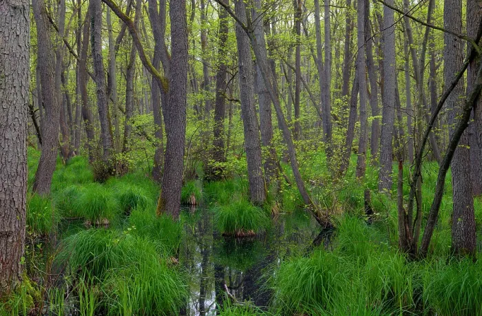 Framed Print : Swamp forest, dominated by Black alder (Alnus glutinosa) trees, Western Pomerania Lagoon Area National Park, Mecklenburg-Western Pomerania, Germany. May, 2021 Framed Print : Swamp forest, dominated by Black alder (Alnus glutinosa) trees, Western Pomerania Lagoon Area National Park, Mecklenburg-Western Pomerania, Germany. May, 2021