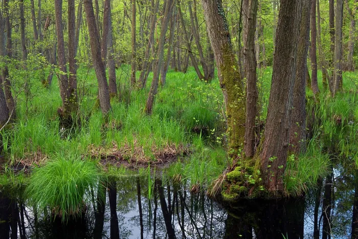 Framed Print : Swamp forest, dominated by Black alder (Alnus glutinosa) trees, Western Pomerania Lagoon Area National Park, Mecklenburg-Western Pomerania, Germany. May, 2021 Framed Print : Swamp forest, dominated by Black alder (Alnus glutinosa) trees, Western Pomerania Lagoon Area National Park, Mecklenburg-Western Pomerania, Germany. May, 2021