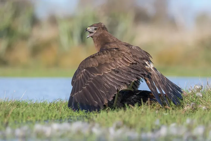 Framed Print : Swamp harrier (Circus approximans) mantling over prey, with wings spread, Lake Ellesmere, Canterbury, New Zealand Framed Print : Swamp harrier (Circus approximans) mantling over prey, with wings spread, Lake Ellesmere, Canterbury, New Zealand