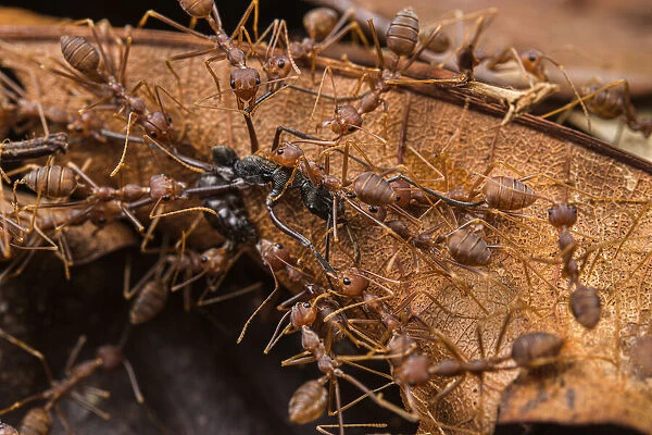 Swarm of Asian weaver ants (Oecophylla smaragdina) attacking a Finger-print ant (Diacamma sp. ), Kubah National Park, Sarawak, Borneo