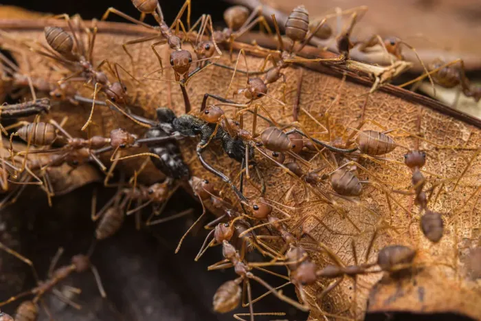 Framed Print : Swarm of Asian weaver ants (Oecophylla smaragdina) attacking a Finger-print ant (Diacamma sp. ), Kubah National Park, Sarawak, Borneo