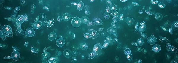 Swarm of Common  /  Moon Jellyfish (Aurelia aurita)in sea loch, Isle of Mull, Scotland. June. Digitally stitched panorama