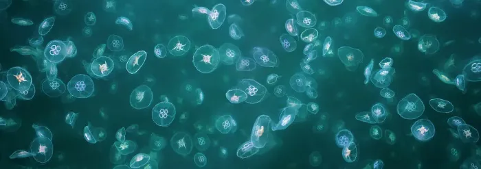 Framed Print : Swarm of Common / Moon Jellyfish (Aurelia aurita)in sea loch, Isle of Mull, Scotland. June. Digitally stitched panorama Framed Print : Swarm of Common / Moon Jellyfish (Aurelia aurita)in sea loch, Isle of Mull, Scotland. June. Digitally stitched panorama