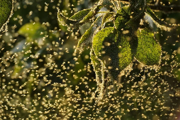 Swarm of Greenfly (winged aphids), Rutland Water, Rutland, UK, April. Photographer quote