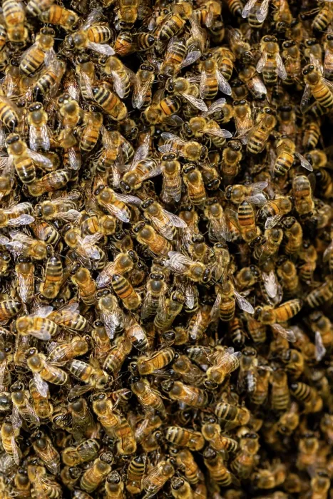 Framed Print : Swarm of Honey bees (Apis mellifera), Stroud, Gloucestershire, UK. May Framed Print : Swarm of Honey bees (Apis mellifera), Stroud, Gloucestershire, UK. May