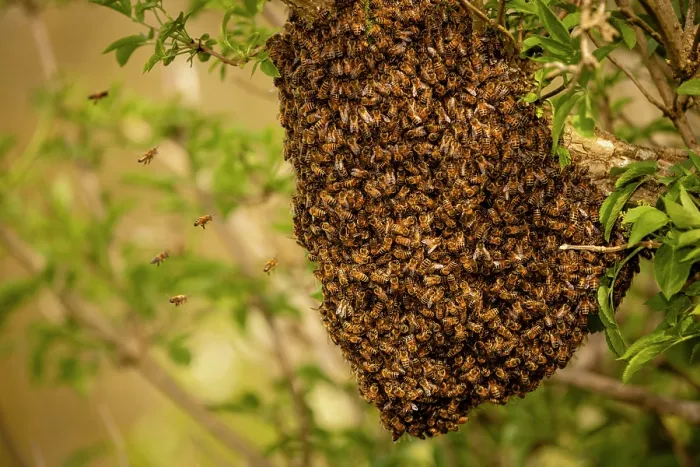 Framed Print : Swarm of Honey bees (Apis mellifera) in an Elder tree (Sambucus nigra), Stroud, Gloucestershire, UK. May Framed Print : Swarm of Honey bees (Apis mellifera) in an Elder tree (Sambucus nigra), Stroud, Gloucestershire, UK. May