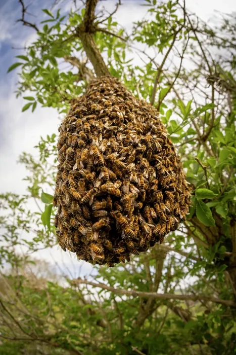 Framed Print : Swarm of Honey bees (Apis mellifera) in an Elder tree (Sambucus nigra), Stroud, Gloucestershire, UK. May