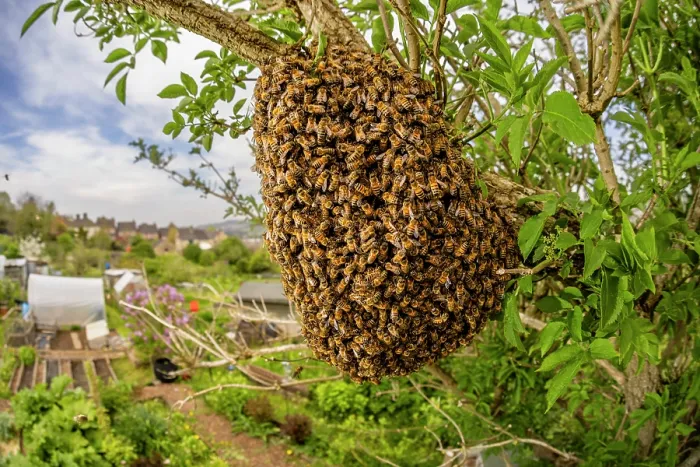 Framed Print : Swarm of Honey bees (Apis mellifera) in an Elder tree (Sambucus nigra), Stroud, Gloucestershire, UK. May Framed Print : Swarm of Honey bees (Apis mellifera) in an Elder tree (Sambucus nigra), Stroud, Gloucestershire, UK. May