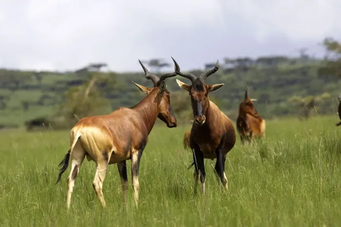Framed Print : Swaynes hartebeest (Alcephalus busephalus swaynei), Senkelle Swaynes Hartebeest Sanctuary Framed Print : Swaynes hartebeest (Alcephalus busephalus swaynei), Senkelle Swaynes Hartebeest Sanctuary