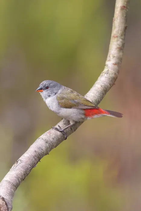 Framed Print : Swee waxbill (Coccopygia melanotis) perched on branch, Ballot's Bay Private Nature Reserve, Western Cape, South Africa Framed Print : Swee waxbill (Coccopygia melanotis) perched on branch, Ballot's Bay Private Nature Reserve, Western Cape, South Africa