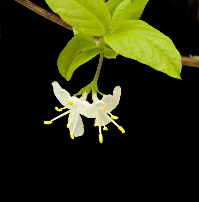 Framed Print : Sweet breath of spring (Lonicera fragrantissima) in garden, Surrey, England, UK. Native to China Framed Print : Sweet breath of spring (Lonicera fragrantissima) in garden, Surrey, England, UK. Native to China