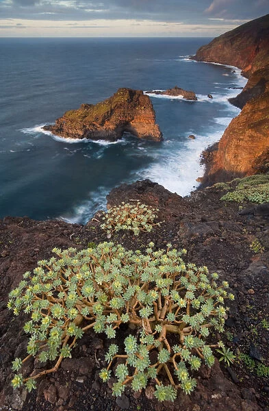 Sweet tabaiba  /  Tabaiba dulce (Euphorbia balsamifera) growing on cliff top, Punta