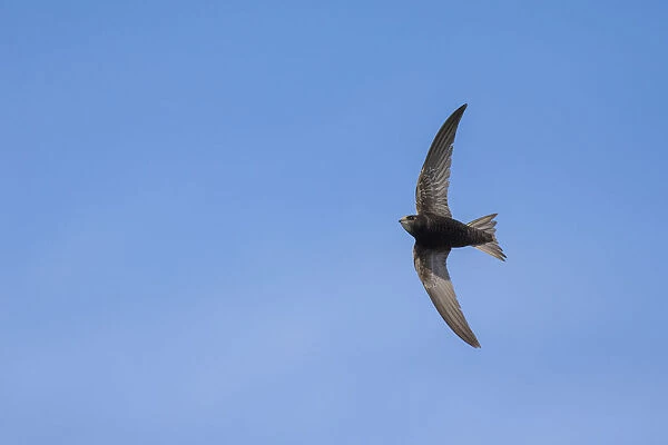 Swift (Apus apus) in flight, Monmouthshire, Wales, UK, June