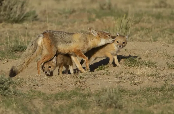 Framed Print : Swift fox (Vulpes velox) female cleans the fur of one of her kits while another tries to