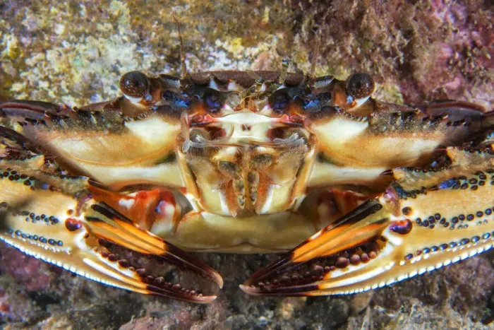Framed Print : Swimming crab (Cronius ruber) Canary Islands, Tenerife. Invasive species Framed Print : Swimming crab (Cronius ruber) Canary Islands, Tenerife. Invasive species