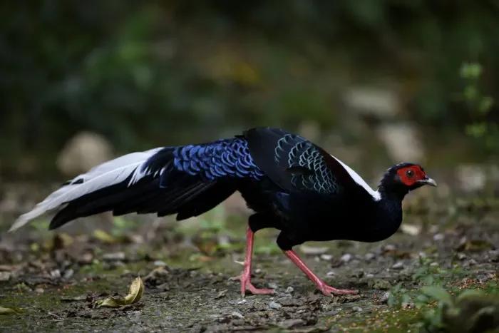 Framed Print : Swinhoes pheasant (Lophura swinhoii) crossing forest path, Taiwan Framed Print : Swinhoes pheasant (Lophura swinhoii) crossing forest path, Taiwan