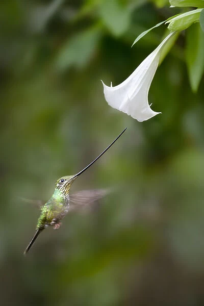 Sword-billed Hummingbird (Ensifera ensifera) feeding at an Angels or Devil s