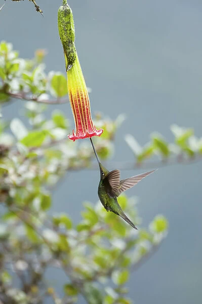 Sword billed hummingbird (Ensifera ensifera) showing how it uses its long beak to