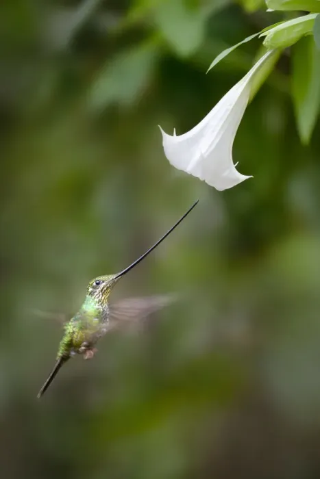 Framed Print : Sword-billed Hummingbird (Ensifera ensifera) feeding at an Angels or Devil s Framed Print : Sword-billed Hummingbird (Ensifera ensifera) feeding at an Angels or Devil s