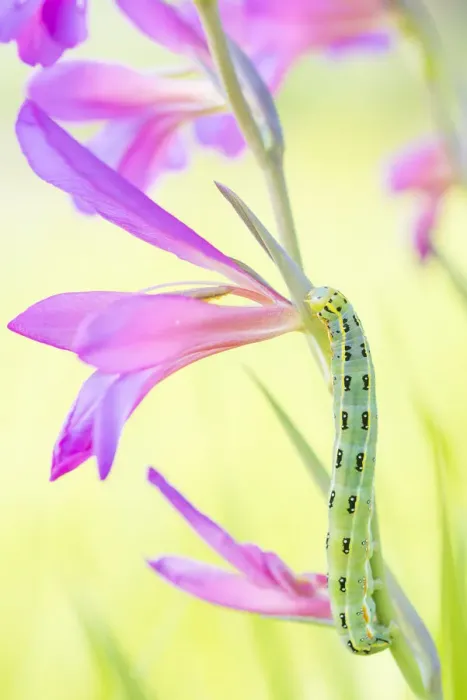 Framed Print : Sword-grass moth (Xylena exsoleta) caterpillar on Field gladiolus (Gladiolus italicus) Framed Print : Sword-grass moth (Xylena exsoleta) caterpillar on Field gladiolus (Gladiolus italicus)